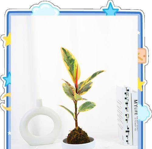 橡皮树怎么用叶子繁殖？橡皮树叶子繁殖的方法是什么？