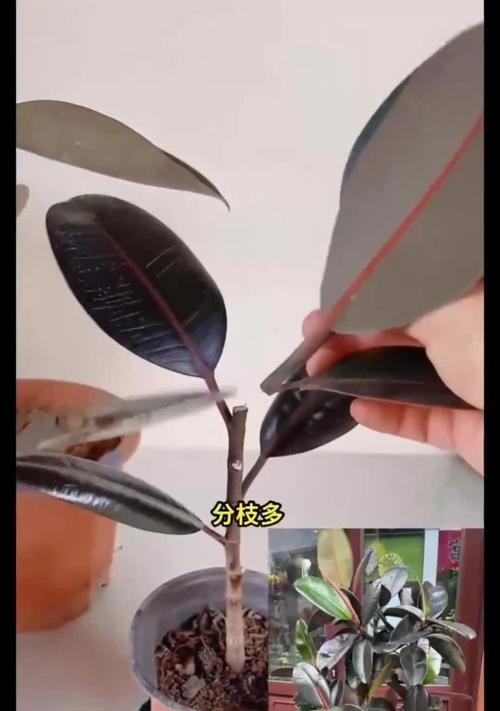 橡皮树怎么用叶子繁殖？橡皮树叶子繁殖的方法是什么？