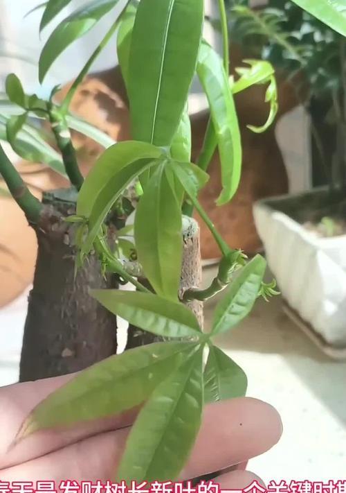 发财树剪枝后不发芽怎么办？如何促进新芽生长？