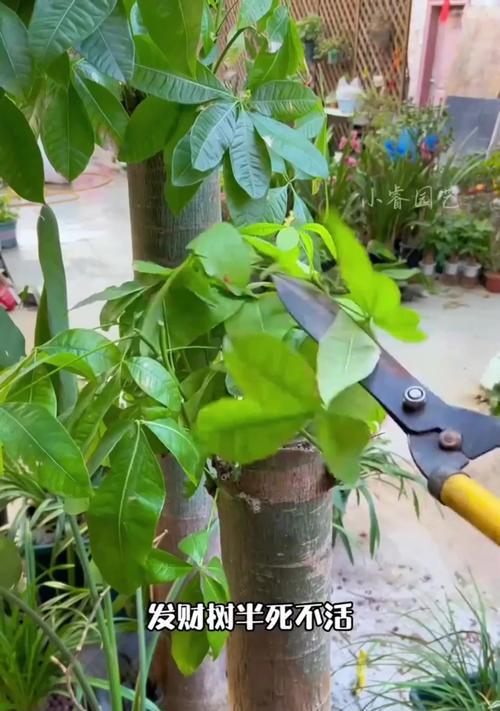 发财树剪枝后不发芽怎么办？如何促进新芽生长？