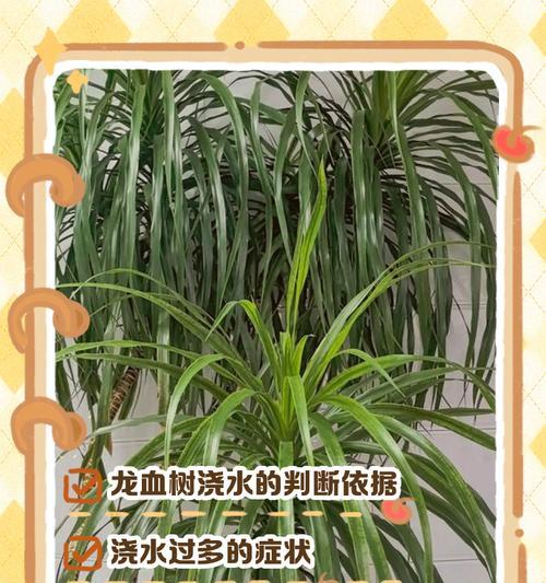 龙血树的正确浇水方法是什么？多久浇一次水合适？