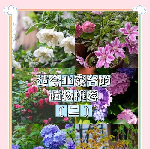 铁线莲的种植技巧有哪些？如何种植出美丽的铁线莲？