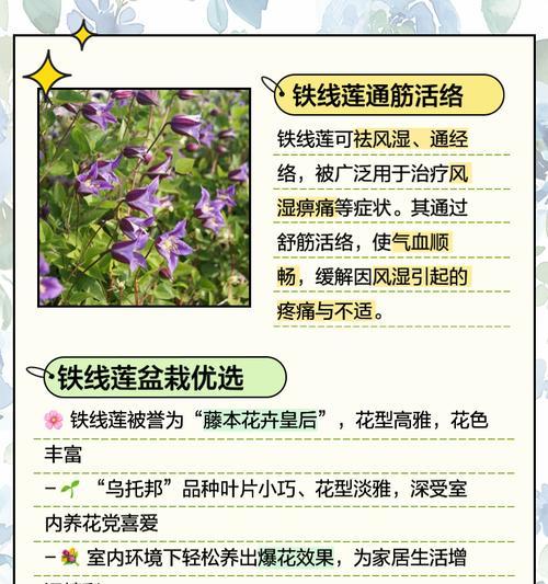 铁线莲的种植技巧有哪些？如何种植出美丽的铁线莲？