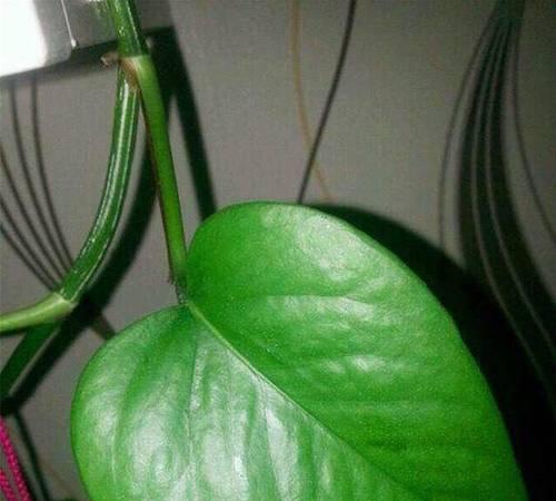 绿萝施肥有什么讲究？哪种肥料最适合它？