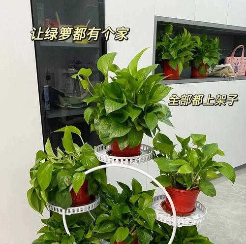 绿萝施肥有什么讲究？哪种肥料最适合它？