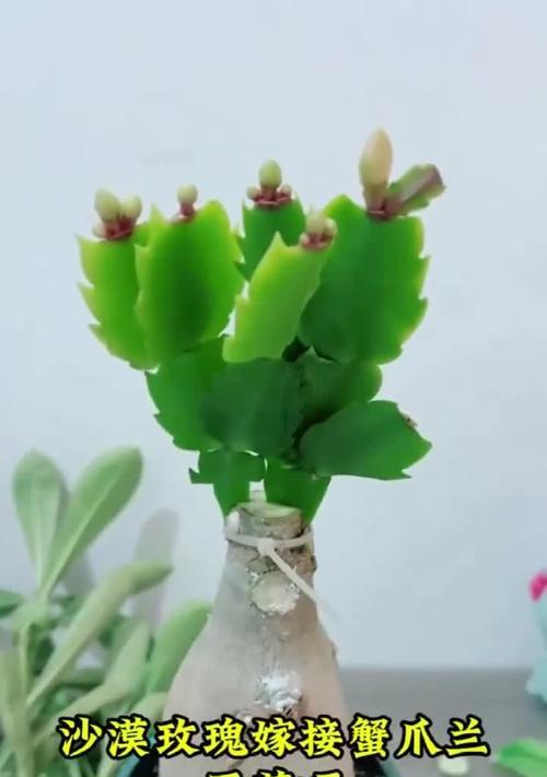 蟹爪兰嫁接的目的是什么？嫁接后如何护理？