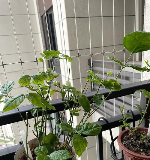 茉莉花叶子变黄的原因是什么？如何处理？