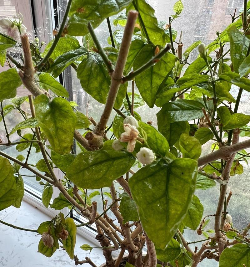 茉莉花叶子变黄的原因是什么？如何处理？