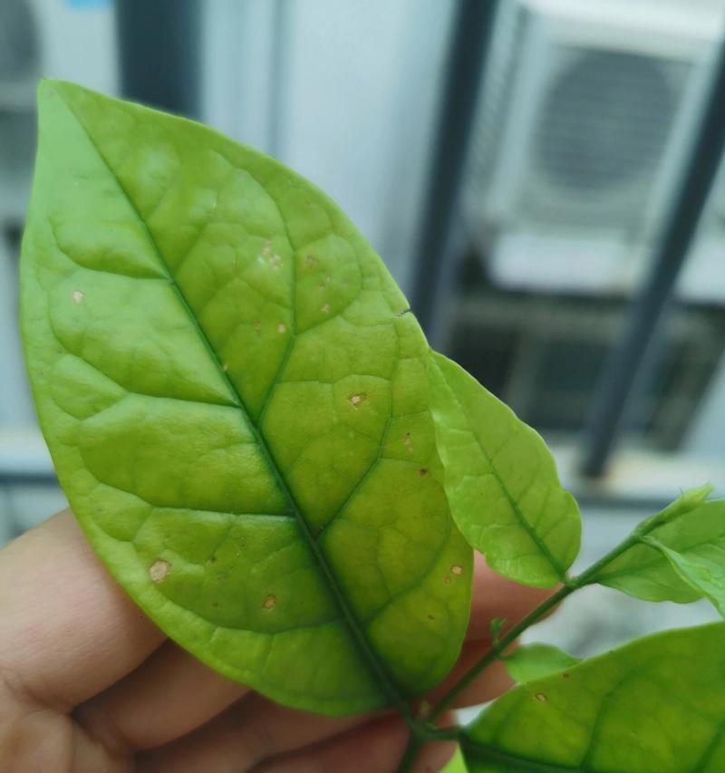 茉莉花叶子变黄的原因是什么？如何处理？