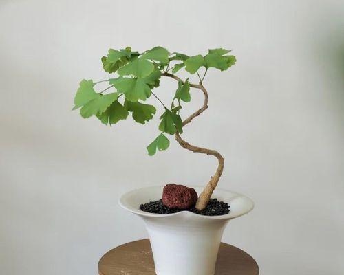 老银杏树根做盆景的优缺点是什么？