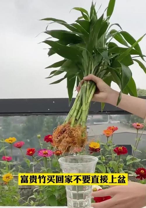 富贵竹修剪的最佳方法是什么？如何促进富贵竹的快速生根？