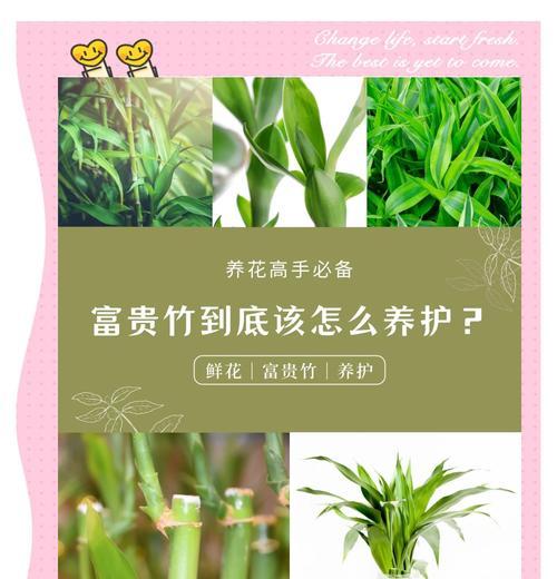 富贵竹修剪的最佳方法是什么？如何促进富贵竹的快速生根？