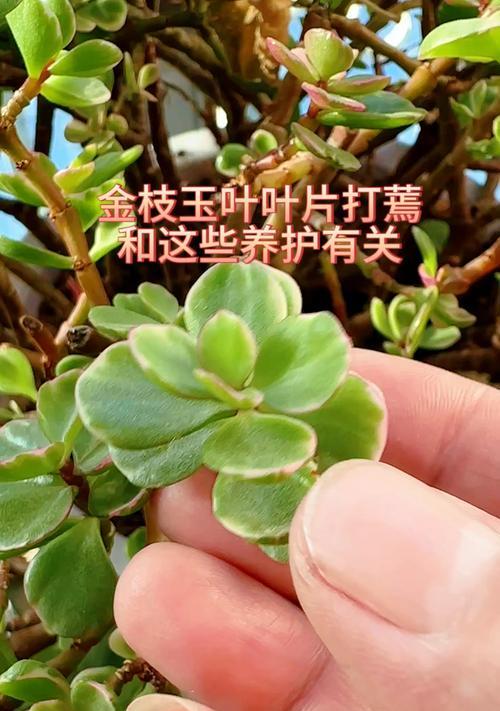 金枝玉叶叶片变绿的原因是什么？如何预防？