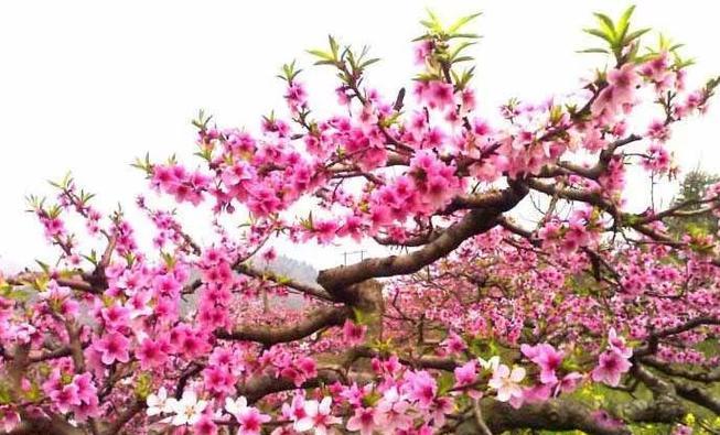 桃花长什么样？桃花的形态特征和种植要点是什么？