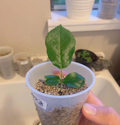 锦晃星叶插的成功率高吗？叶插后多久能生根？