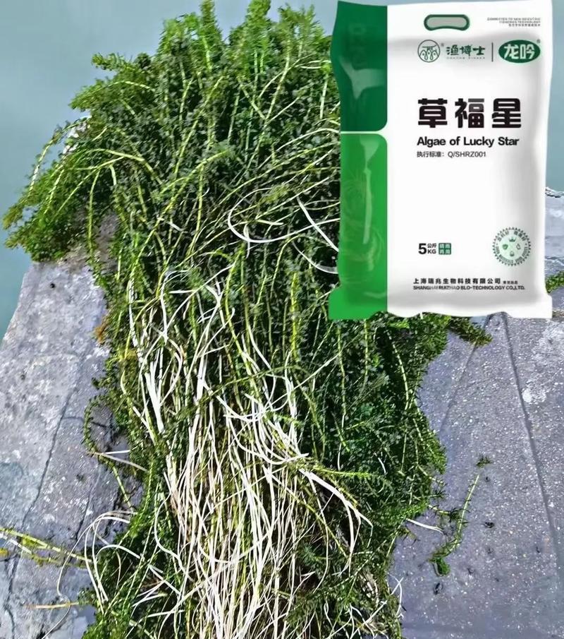 锦晃星叶插的成功率高吗？叶插后多久能生根？