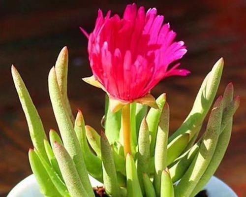 多肉植物黑霉病的治疗方法有哪些？如何有效防治？