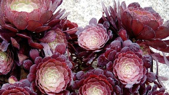 多肉植物黑霉病的治疗方法有哪些？如何有效防治？