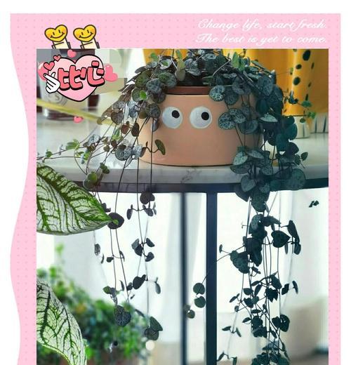 心叶藤掉叶子的原因是什么？