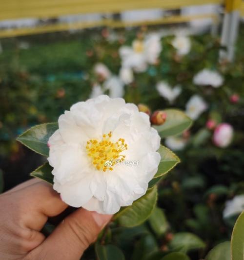 茶梅施肥方法？哪种肥料最适宜？