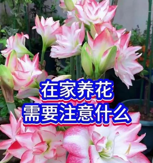 家里适合养什么花才能既美观又实用？需要注意什么？