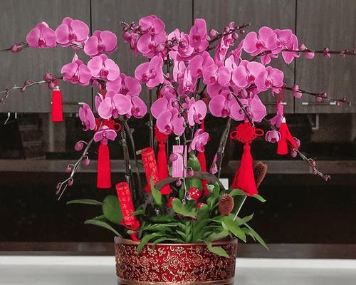 家里适合养什么花才能既美观又实用？需要注意什么？