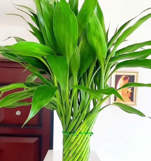 家里适合养什么花才能既美观又实用？需要注意什么？