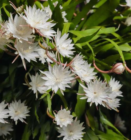 昙花的开花时间是什么时候？昙花开花有哪些特点？