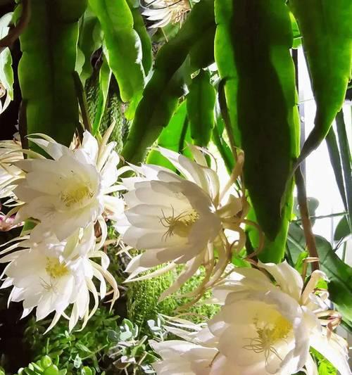 昙花的开花时间是什么时候？昙花开花有哪些特点？