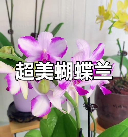 蝴蝶兰怎么开花？如何延长花期？