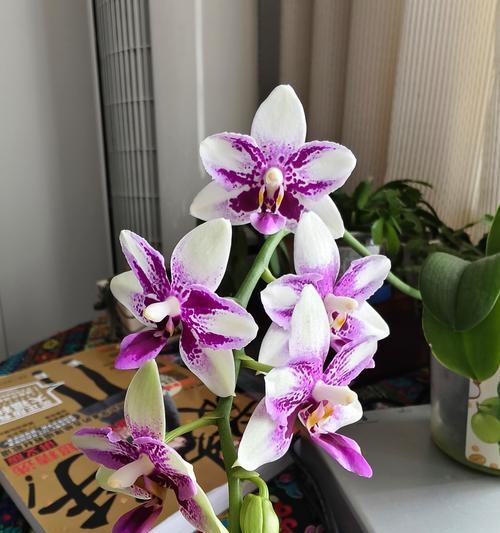 蝴蝶兰怎么开花？如何延长花期？