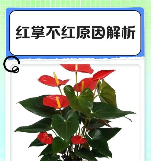 红掌老叶发黄的原因是什么？如何处理？