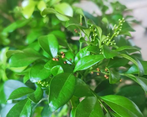 贵花树叶干枯的原因是什么？如何处理贵花树叶干枯的问题？