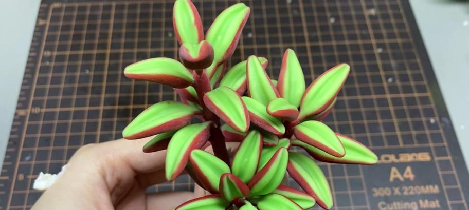 红背椒草多肉植物的养护方法是什么？如何保持其鲜艳的叶色？