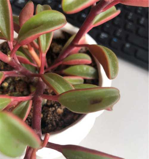 红背椒草多肉植物的养护方法是什么？如何保持其鲜艳的叶色？
