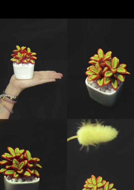 红背椒草多肉植物的养护方法是什么？如何保持其鲜艳的叶色？