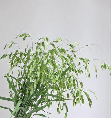 常用的插花配草有哪些？它们的名称是什么？