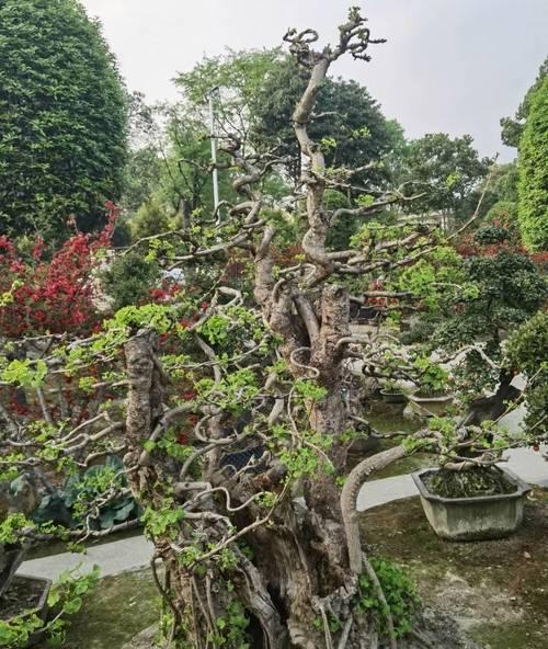 银杏树盆景在家摆放的好处？