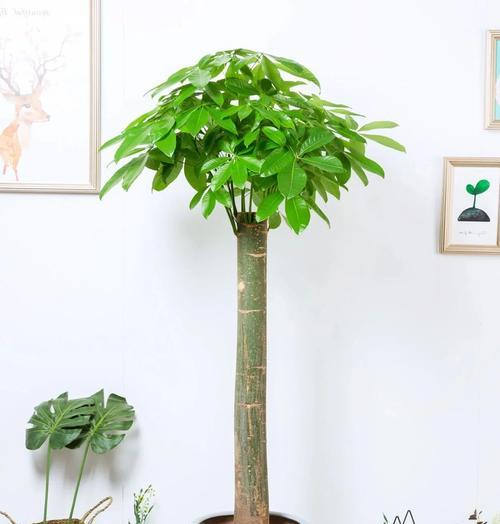 发财树剪了不发芽的原因是什么？如何解决？