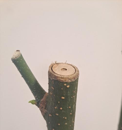 发财树剪了不发芽的原因是什么？如何解决？