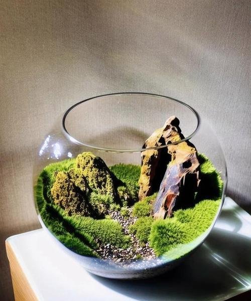 哪些盆景适合铺苔藓？如何正确铺设苔藓？