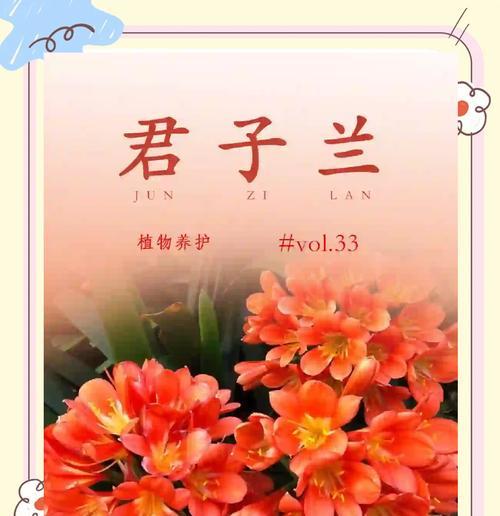 哪些君子兰品种最为名贵？如何鉴别和养护？