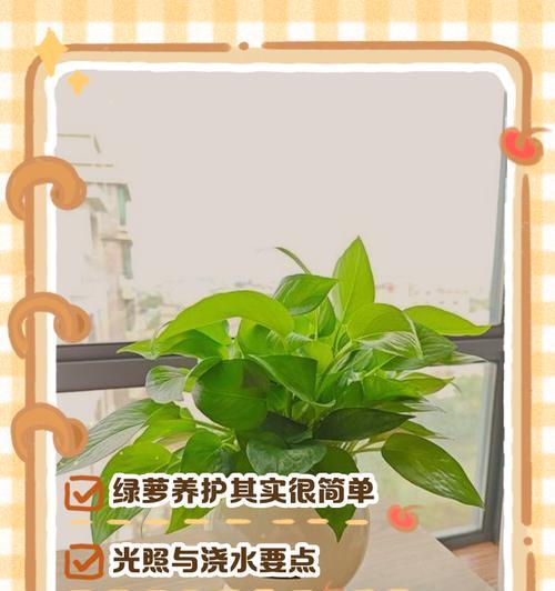 绿萝的特性及其养殖方法是什么？