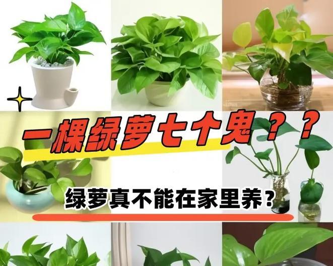 绿萝的特性及其养殖方法是什么？
