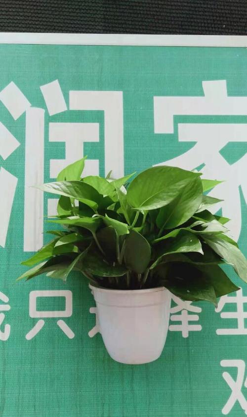 水培绿萝移栽土培的步骤是什么？移栽后如何管理？