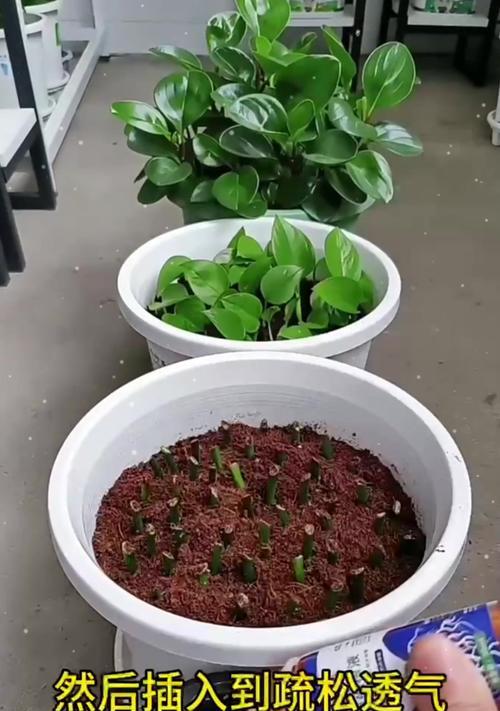 水培绿萝移栽土培的步骤是什么？移栽后如何管理？