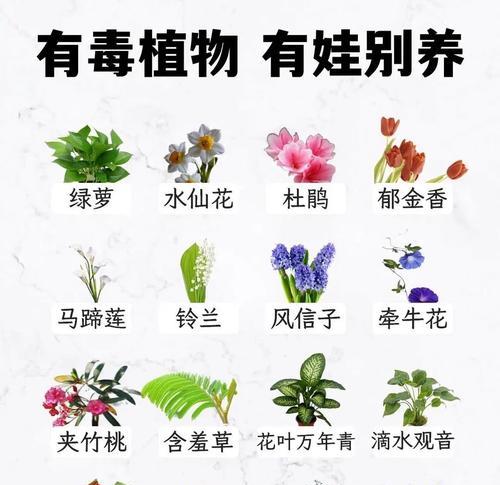 酸性花卉的种类有哪些？如何正确养护？