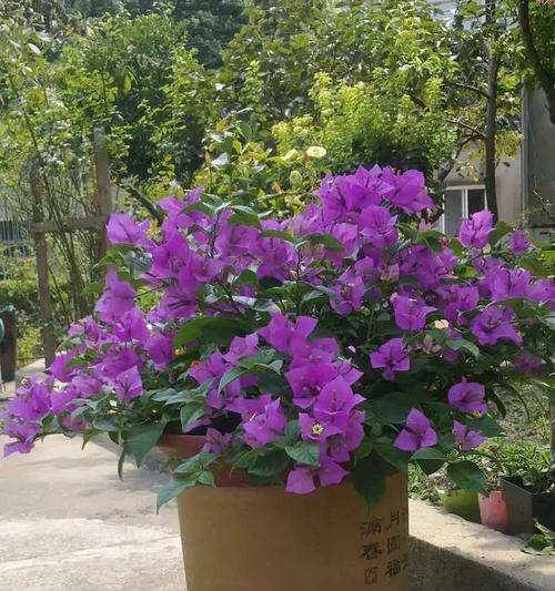 酸性花卉的种类有哪些？如何正确养护？