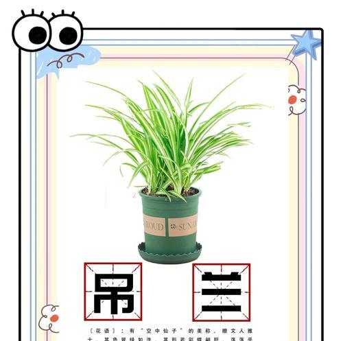 建兰叶子发黄的解决方法有哪些？