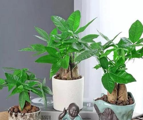 平安树换盆后应该如何护理？有哪些注意事项？